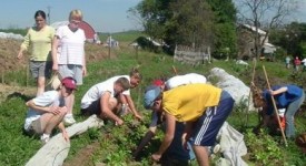 Voucher: sei su dieci vengono utilizzati in agricoltura