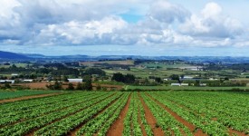 Il lavoro accessorio nell’ambito delle imprese agricole