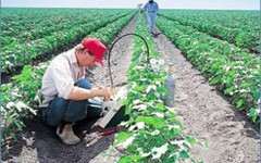 Lavoro in agricoltura: 50 mila posti al Sud sono a rischio