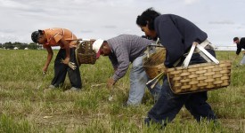 Lavoro nero: si combatte anche con i voucher