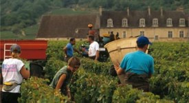 voucher-lavoro-agricoltura-coldiretti