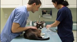 Veterinario