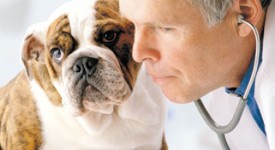 inail-radiazione-elettromagnetica-veterinario-lavoratore