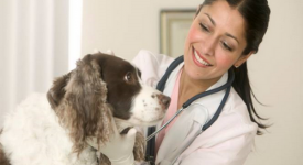 Come diventare radiologo veterinario