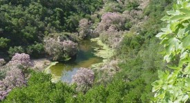 Cagliari: corso gratuito guida ambientale