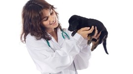 Monza Brianza, concorso per Veterinario