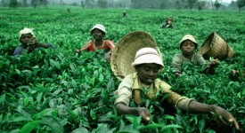 Giornata mondiale contro il lavoro minorile