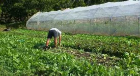 inps-liquidazione-indennita-disoccupazione-agricola