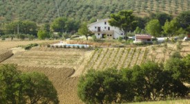 Laureati alla guida di aziende agricole