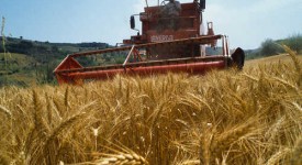Farmer Harvesting Wheat Near Fiano