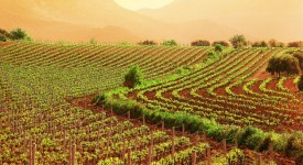 agricoltura