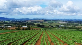 campi agricoltura