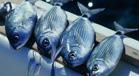 Contributi settore pesca 2012