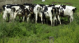 I contributi obbligatori per i lavoratori agricoli 2012