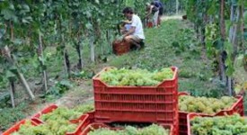 Riforma pensioni, i contributi previdenziali per lavoratori agricoli e coltivatori diretti  dal 2012