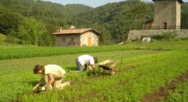 I nuovi versamenti volontari 2012 per il settore agricolo