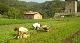 inps-adempimenti-braccianti-agricoli