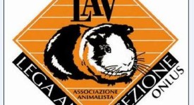 LAV cerca laureati in biologia, etologia e medicina veterinaria